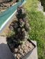Preview: Cereus peruvianus v. monstrosus